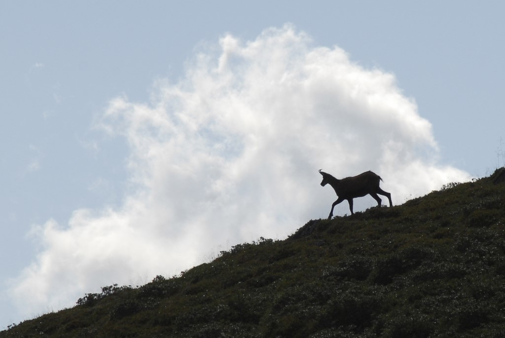 Chamois