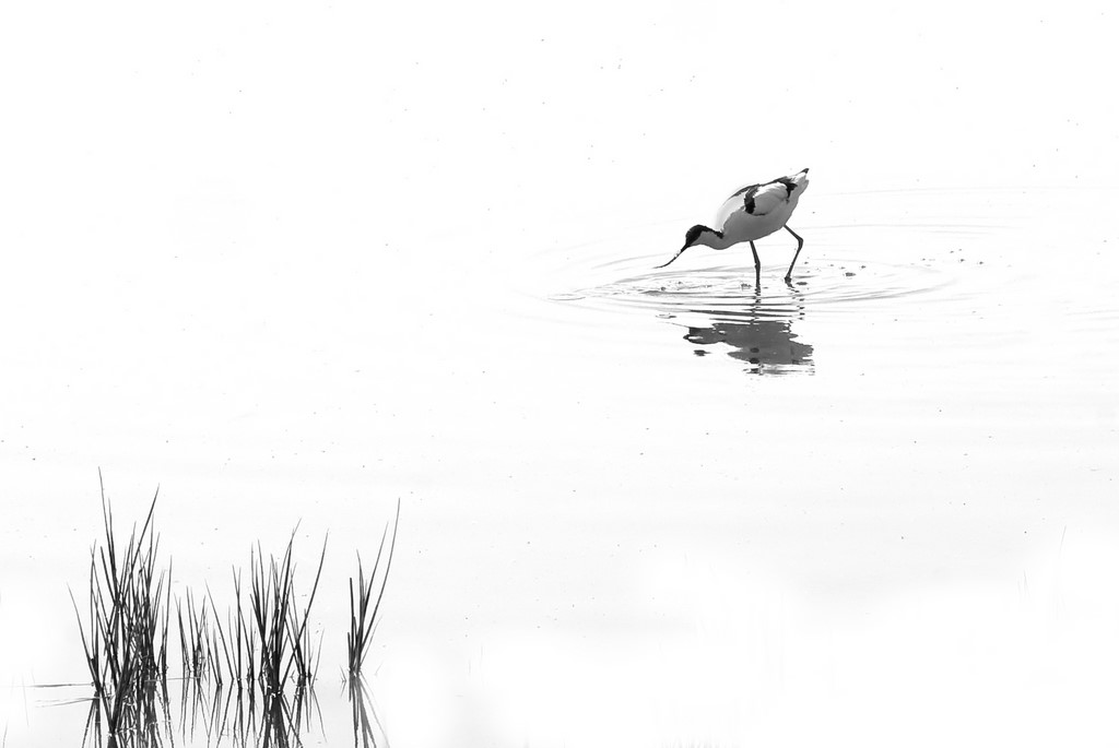Avocette élégante