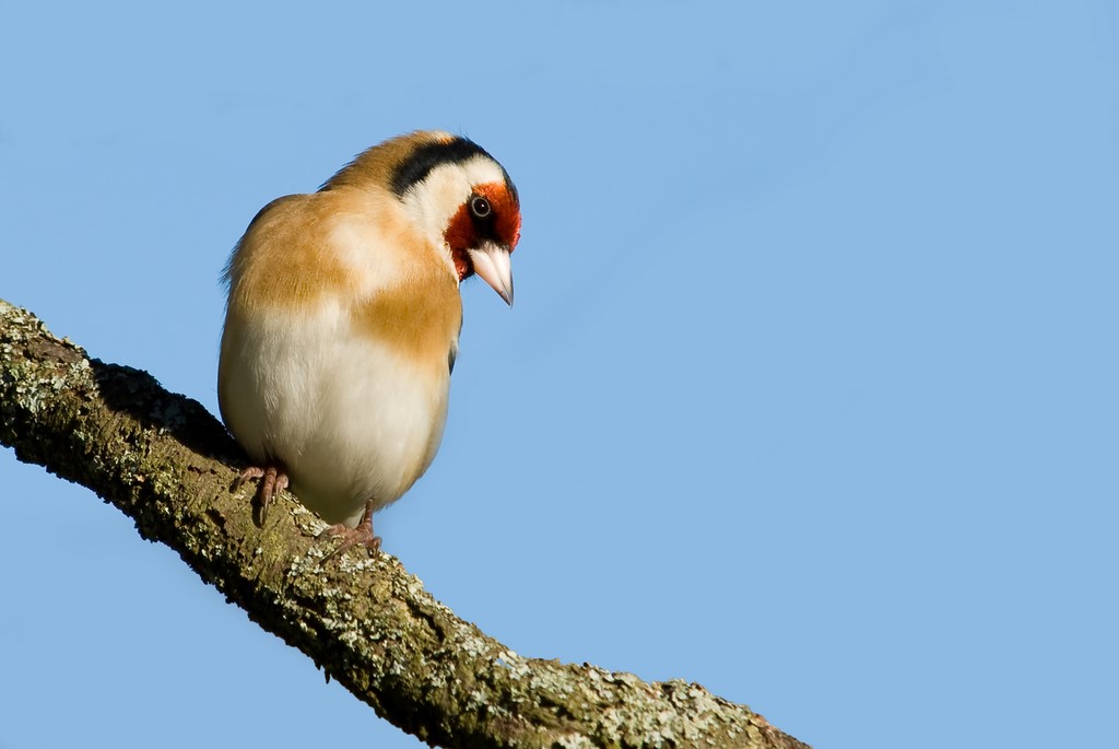Chardonneret élégant