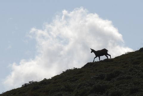 Chamois
