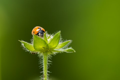 coccinelle