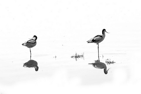 Avocette élégante