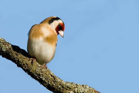 Chardonneret élégant